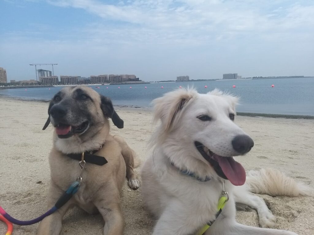 Pet friendly water activities in UAE
