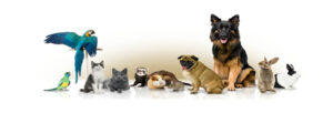 Quality Pets Shop L.L.C