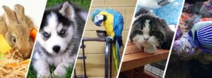 Petland