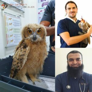 City Vet Clinic - Al Ain