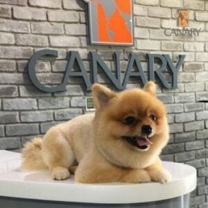Canary Pet Care