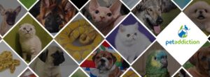 Petaddiction
