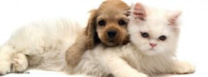 Pet Lovers