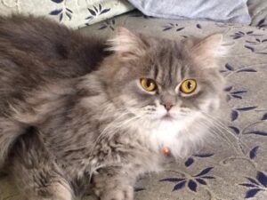 Saba has been missing from our villa since Friday (Feb. 4). Even though she is small in built, she is very old and needs medications. She has been spade/sterilized. She has a chip, and it ends with 79956. Please send me a WhatsApp at this number should you find her: 0529048726.