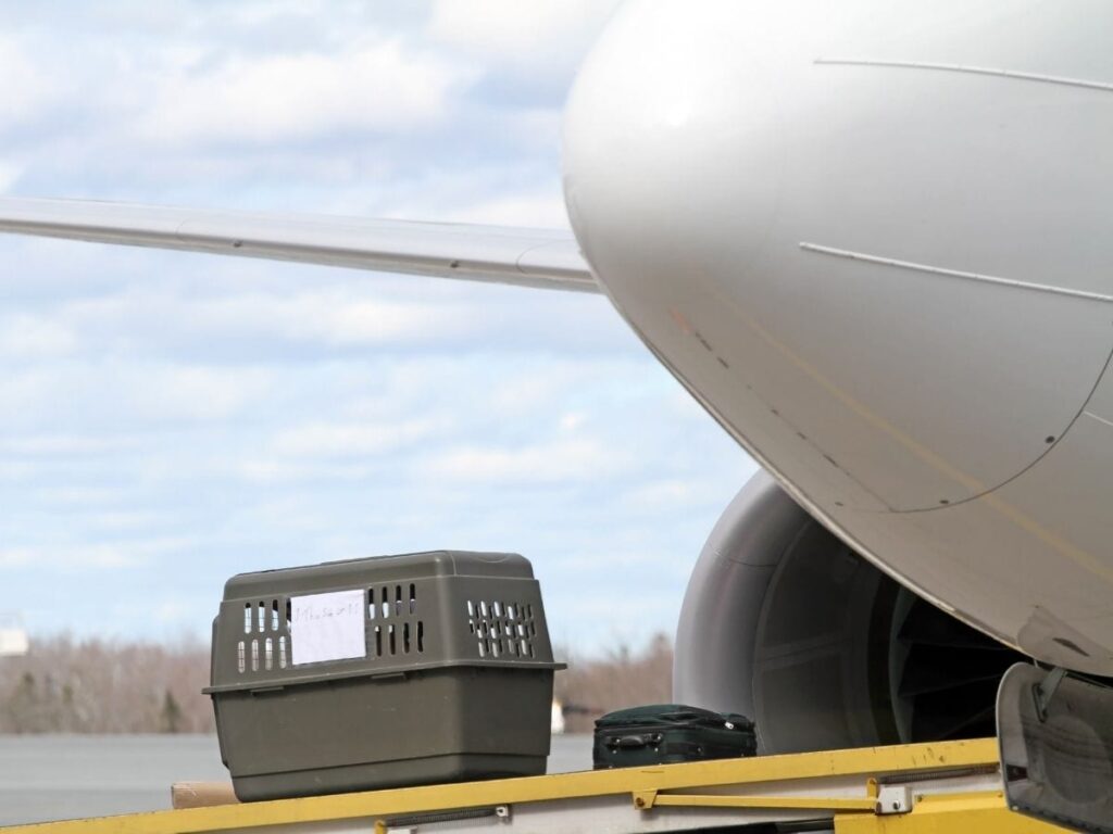 Pet Relocation service