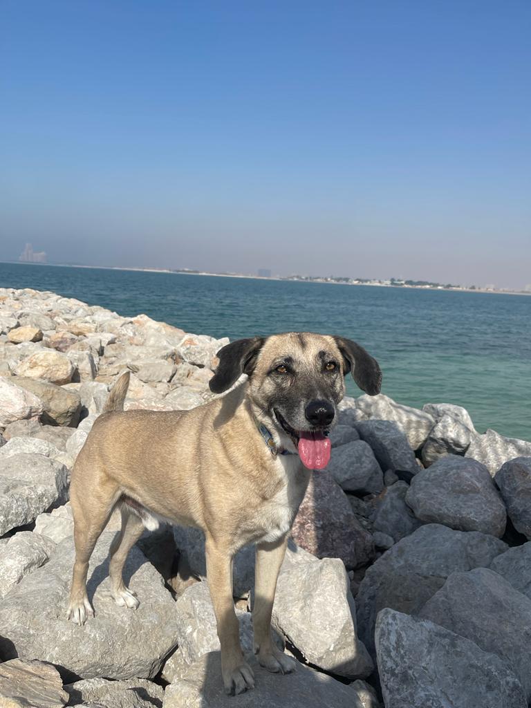 Pet friendly parks and beaches