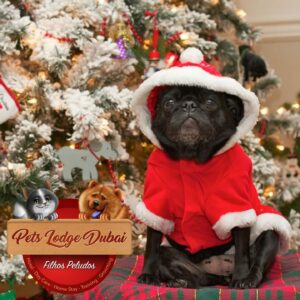 Pets Lodge Dubai