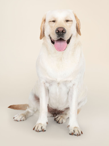 3 Tips for Your Dog’s Healthy Life