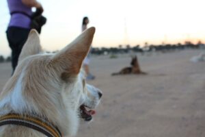 Dog Versation