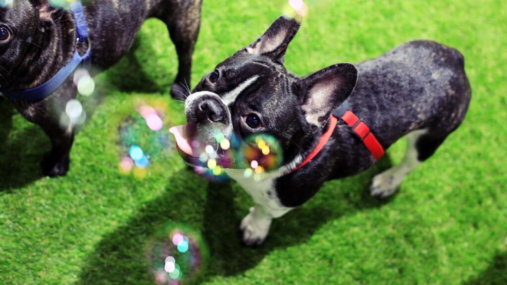 5 Dog Boarding Places Your Dog Will Love this Eid