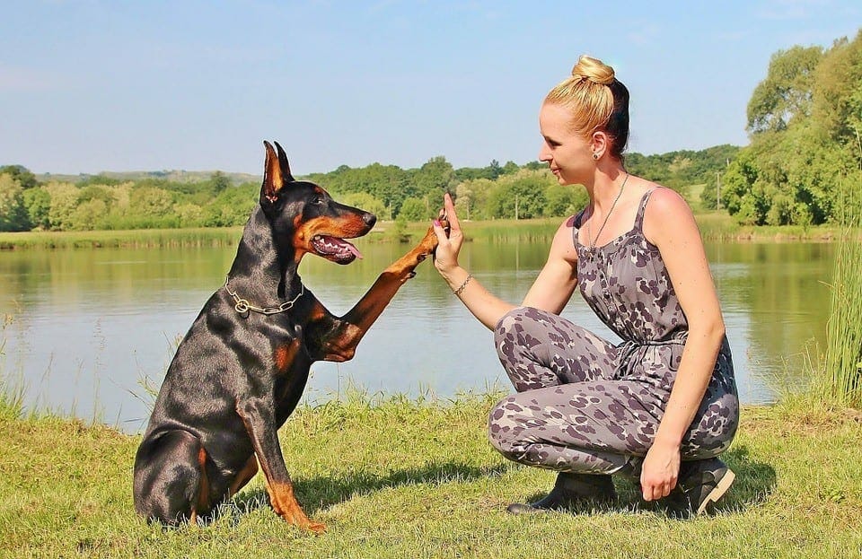 5 Tips for Taking Care of Your Dog’s Paw