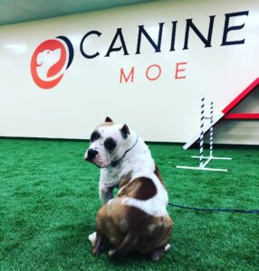 Canine MOE