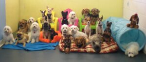 Churchwoods Pet Hotel & Daycare Dubai
