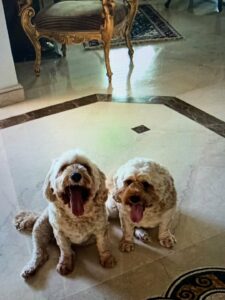 Animal Care Centre Dubai