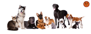Paws & Claws Pet Shop