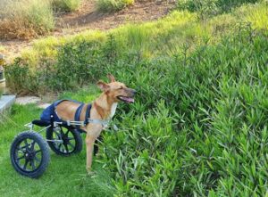 Little Angels-Animal rescue league