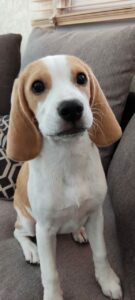 Lost beagle in Lakes near the reform, called Luna,