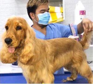 Barari Petsmart