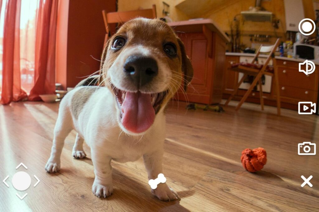 Best Pet Camera in Dubai