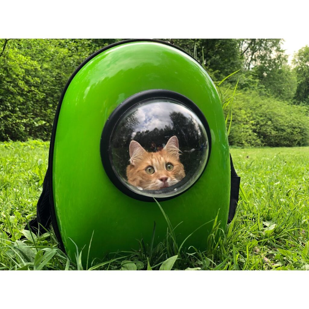 Best backpack cat carrier