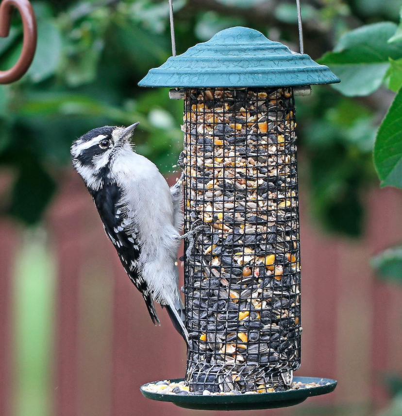 Best bird food