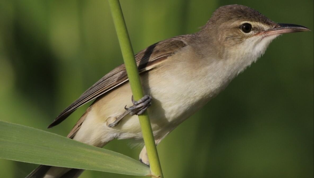 Bird photography in Dubai