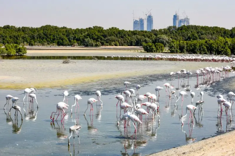 Bird watching in Dubai