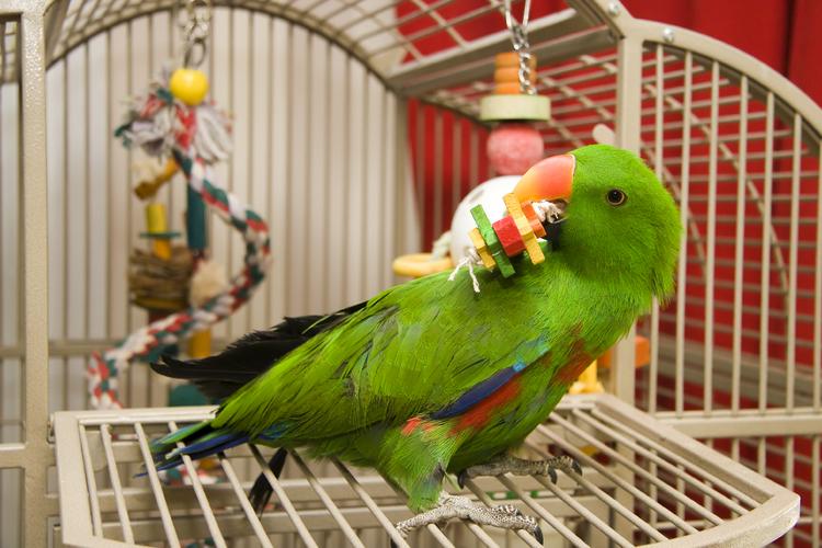 Birds Accessories You Must Have