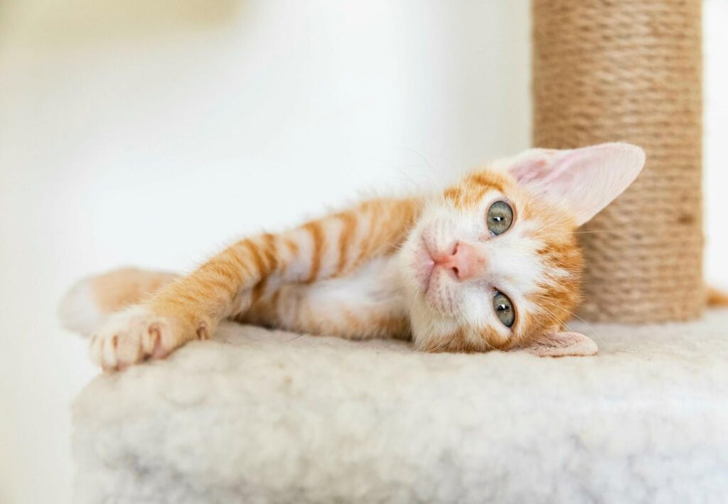 Cat Accessories Every Cat Needs