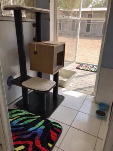 Desert Oasis Cat Resort