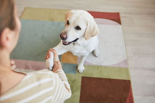Do Dogs Really Remember