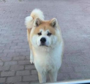 Dog found in Springs