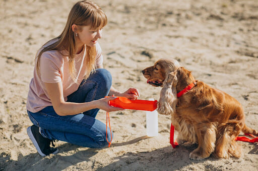 Dog Parks in UAE