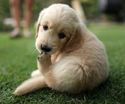 Dog Paw Licking Is is a Concerns