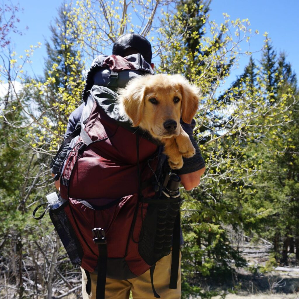 Dog hiking gear