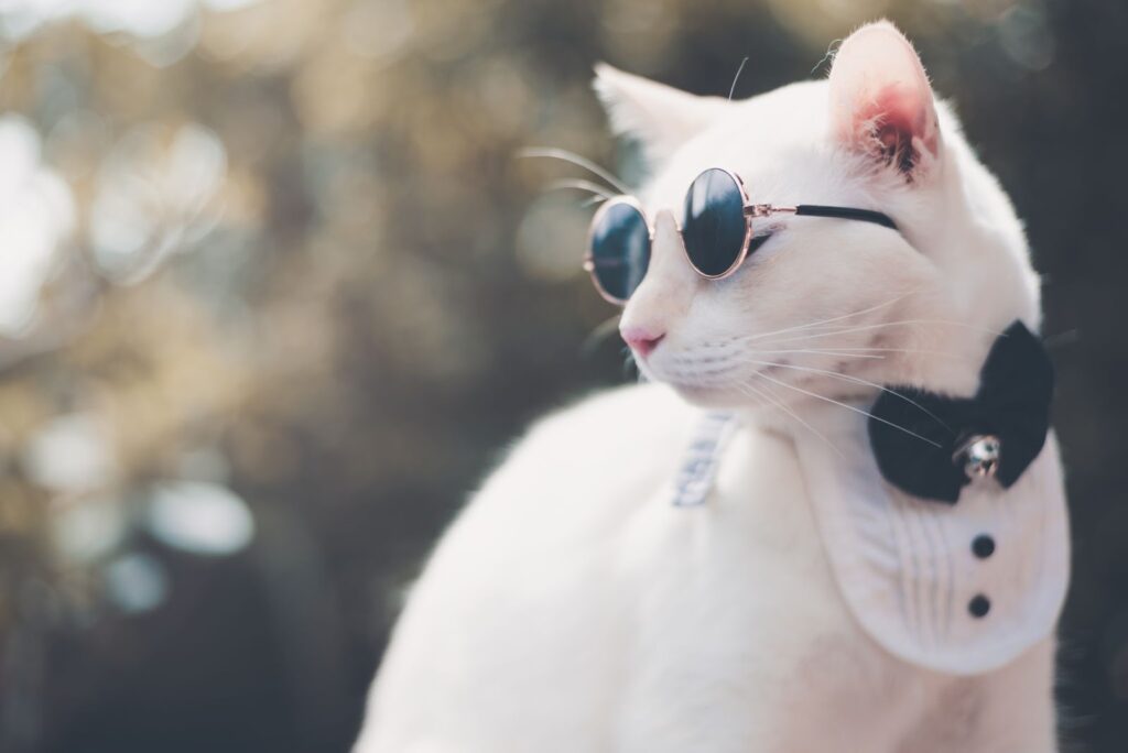 Dress Up Your Cat 