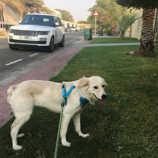 Dubai dog