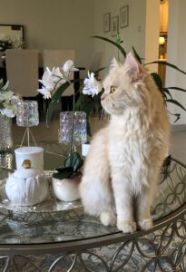 Lost Persian Ginger Cat (male) 1 year old