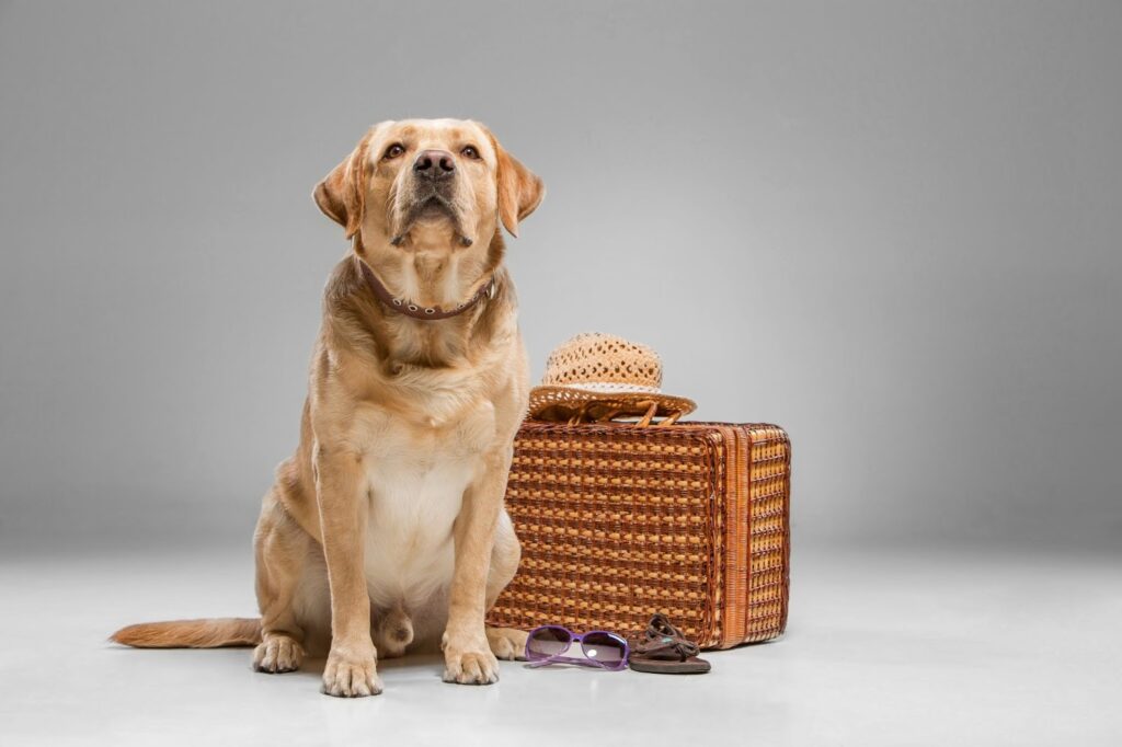 Etihad Announces Changes to their Pet Fares