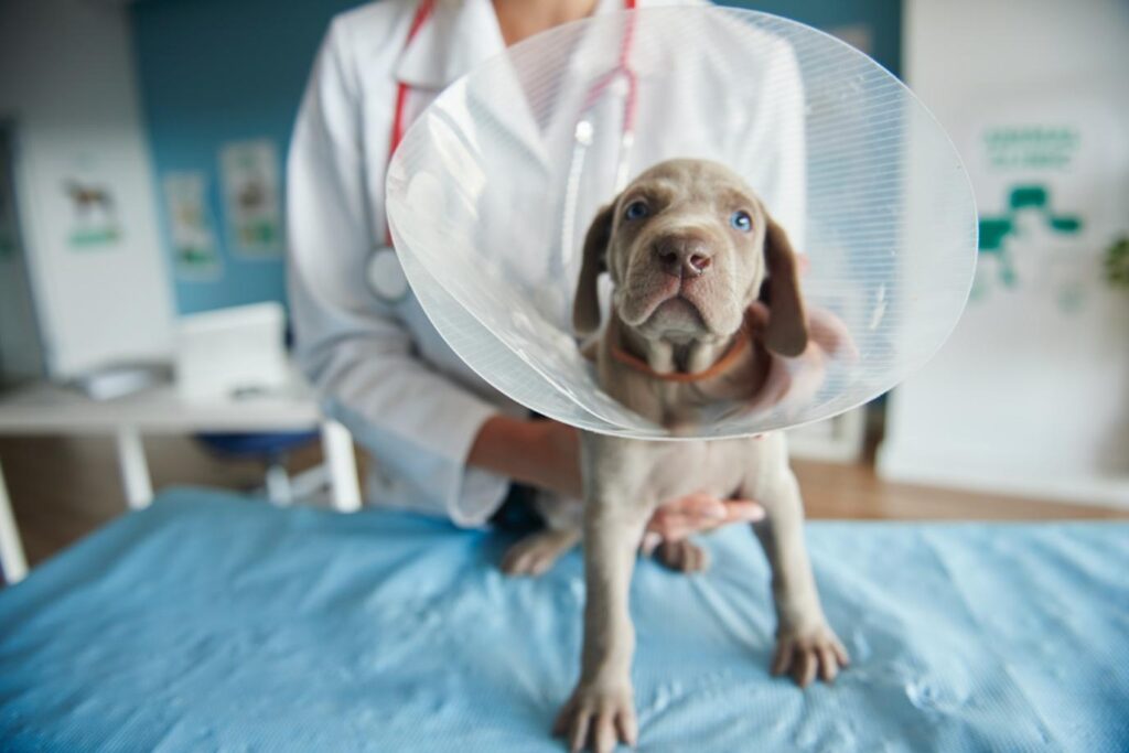Find The Best Vet Clinic In Dubai