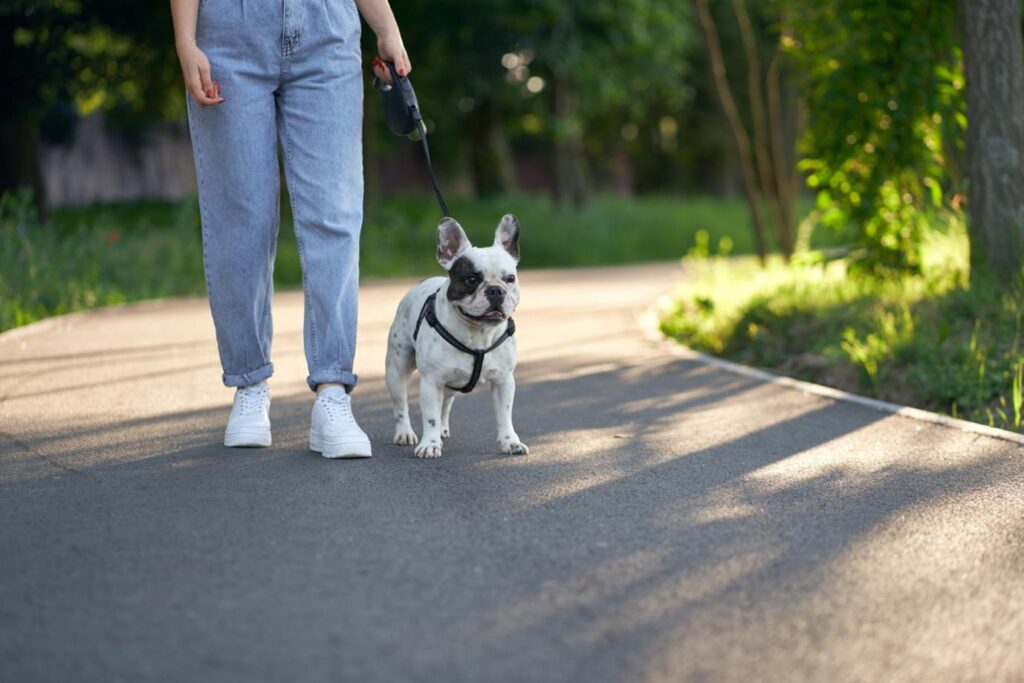 Finding a Dog Walker in Dubai