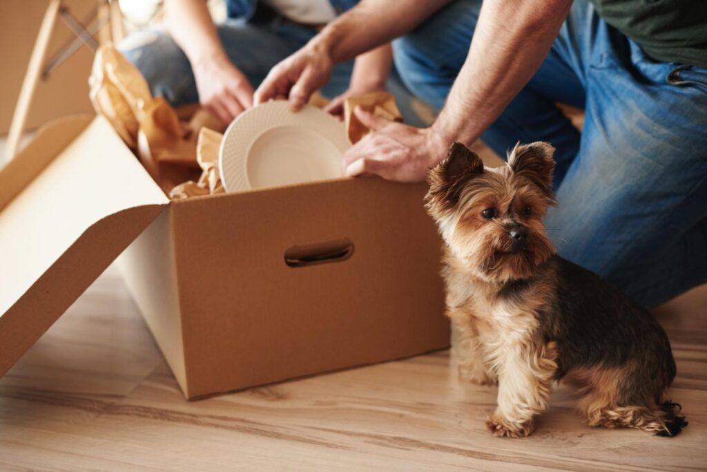 Finding a Pet Friendly Apartment in Dubai