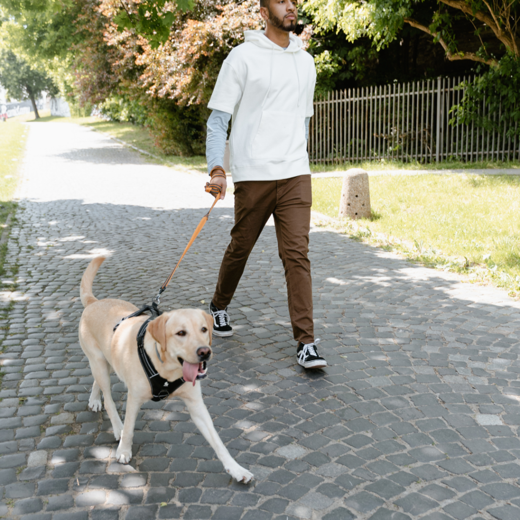 online dog training in Dubai