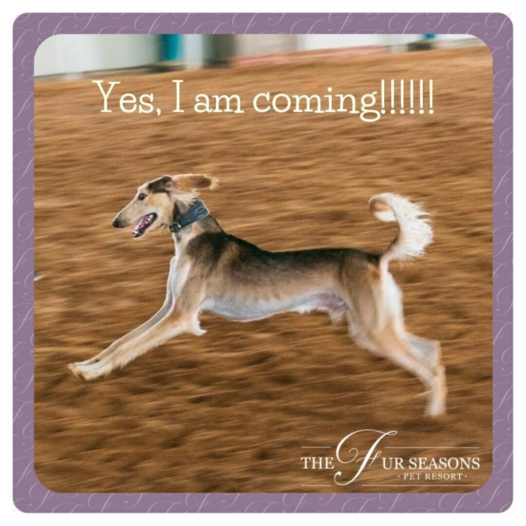 Fur Seasons Abudhabi event