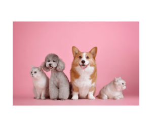 Medical Veterinary Clinic