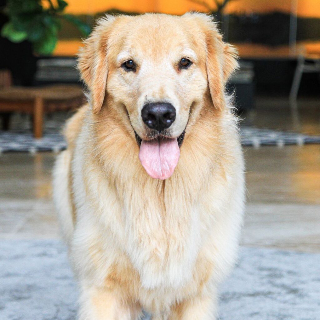 Golden Retriever