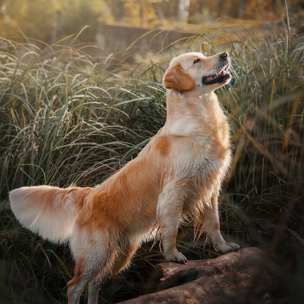 Golden Retriever