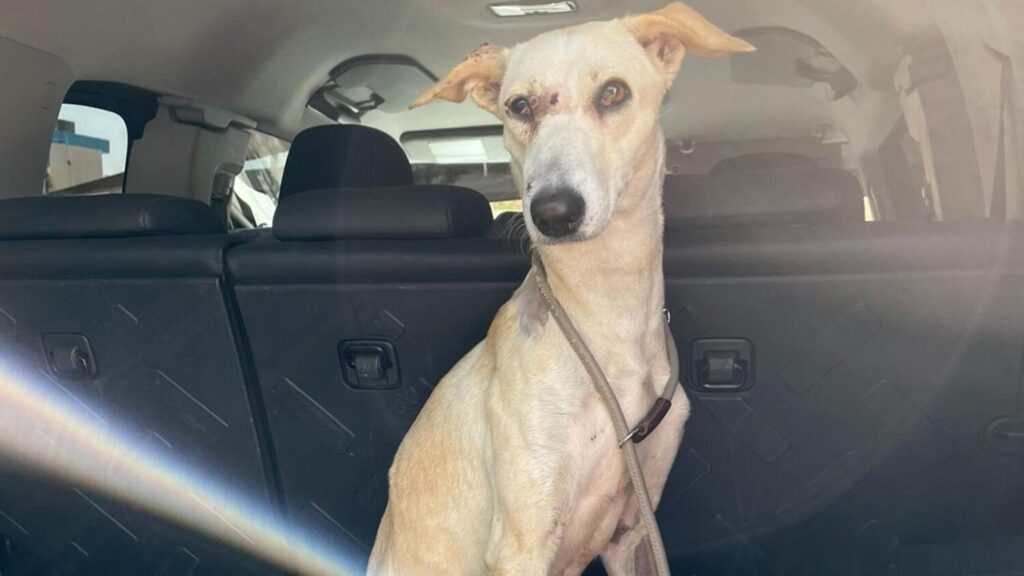 Grace Found a Home with HH Sheikh Hamdan