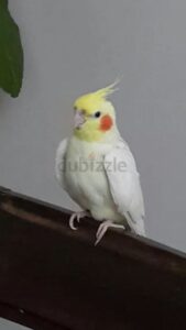 Lost my birds. Find it and be rewarded