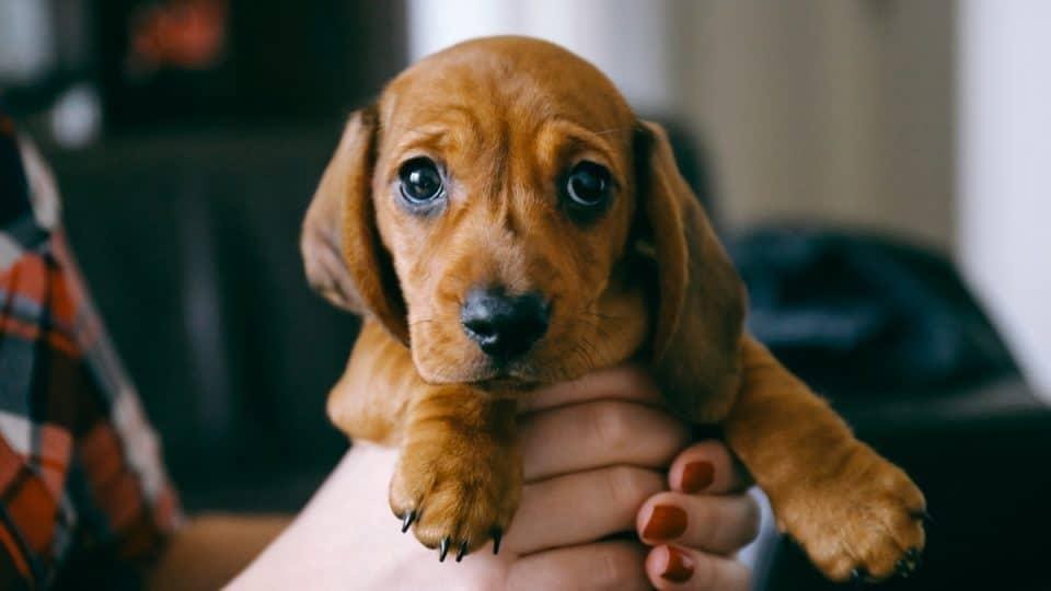 Home Essentials for a new puppy